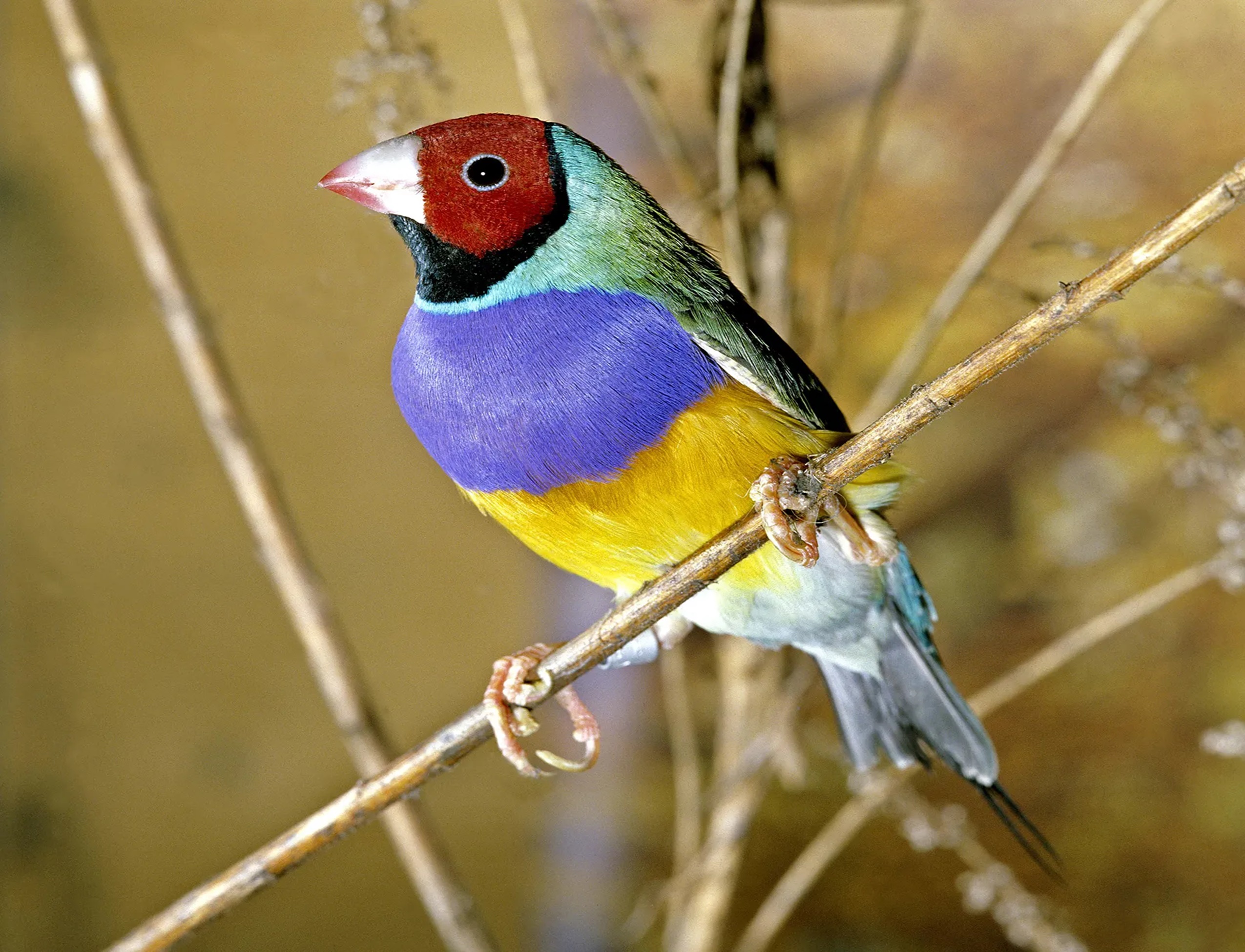 The Fabulous Gouldian finch